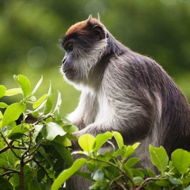 Murchison Falls National Park